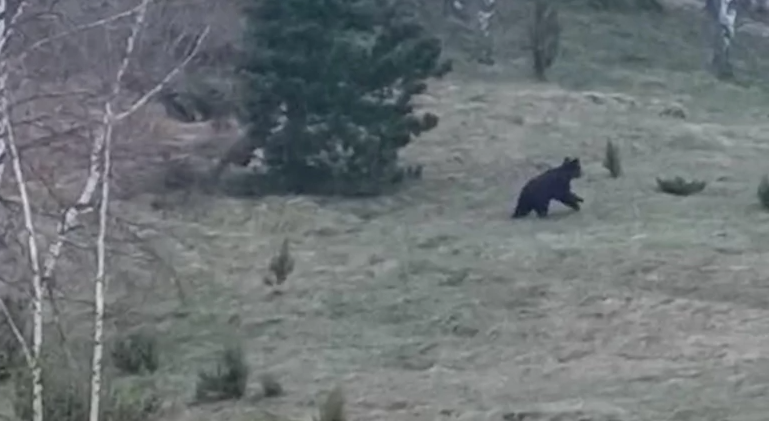 Medvedi i mečići na Kopaoniku
