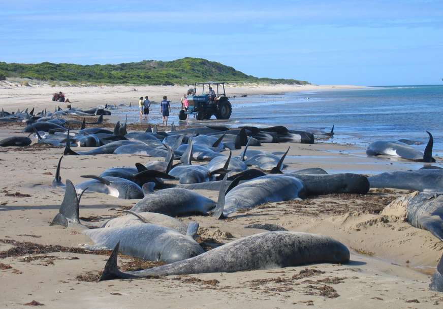 Nasukani kitovi i delfini na plaži