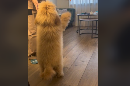 "Najbolja plesna zabava ikad" Pas svojim pokretima oduševio internet (VIDEO)