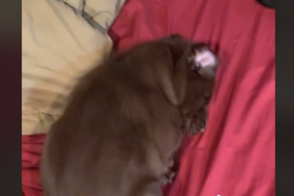 Ma ima li išta slađe: Snimak šteneta dok spava postao hit na TikToku (VIDEO)