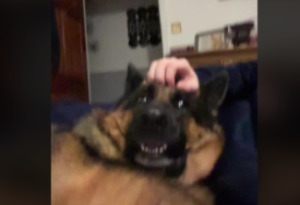 Broji više od 13 miliona pregleda: Snimio preslatku reakciju psa kada ga prestane češkati (VIDEO)