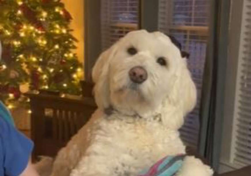 Postao hit na internetu: Pogledajte reakciju psa kad je saznao da je na listi dobrih kod Djeda Mraza (VIDEO)
