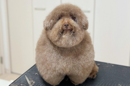 Ova pudlica je najslađi pas na svijetu: Stekao veliku popularnost zbog svog neobičnog izgleda