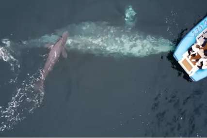 Jedinstven prizor: Turisti snimili rađanje sivog kita (VIDEO)