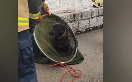 "Svaka čast dobri ljudi" Sarajevski vatrogasci spasli preplašenog psića iz hladne Miljacke (VIDEO)