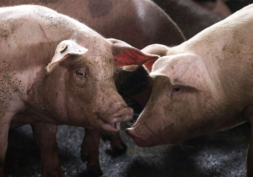 Srce svinje ubuduće će kucati u ljudima: Prvo testiranje presađivanje organa će biti na majmunima