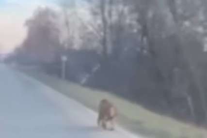 Majmun trči pored puta u Prijedoru