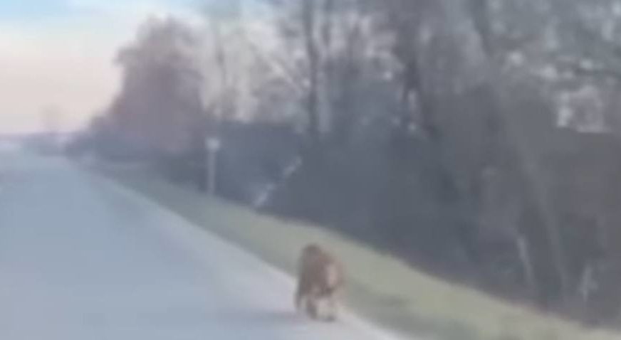 Majmun trči pored puta u Prijedoru