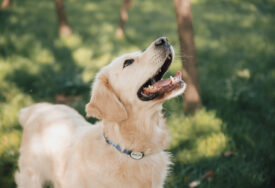 Čupavi i srećni: Ovo su rase pasa koje ne mogu da skinu osmijeh sa lica