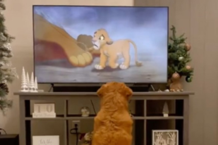 Ovaj prizor topi i najtvrđa srca: Pogledajte reakciju zlatnog retrivera na "Kralja lavova" (VIDEO)
