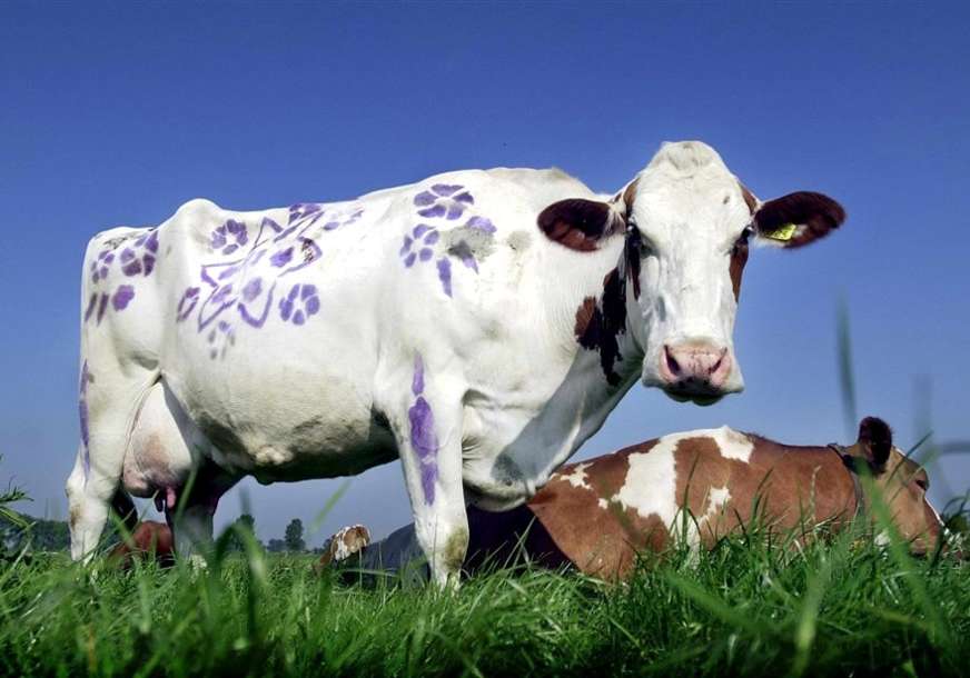 Proizvodi i do 18 tona mlijeka godišnje: Kinezi klonirali holandsku kravu i dobili "super govedo"