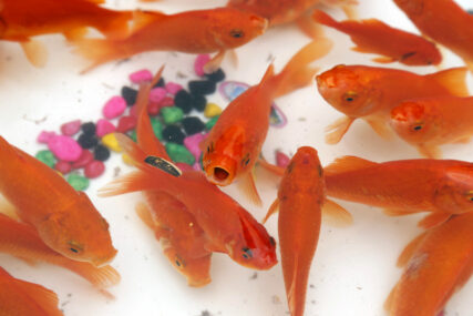 Zlatne ribice u akvarijumu