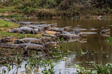 krokodili u jednoj od najzagađenijih rijeka