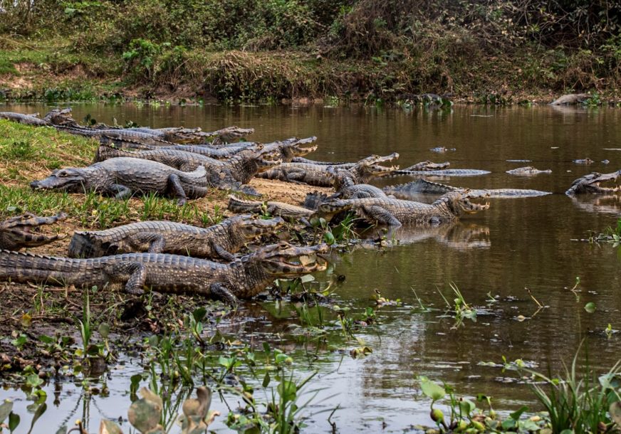 krokodili u jednoj od najzagađenijih rijeka