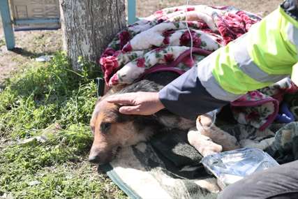 Ispod ruševina bio 55 sati: Spasioci u Turskoj spasli zaglavljenog pas nakon zemljotresa (FOTO)