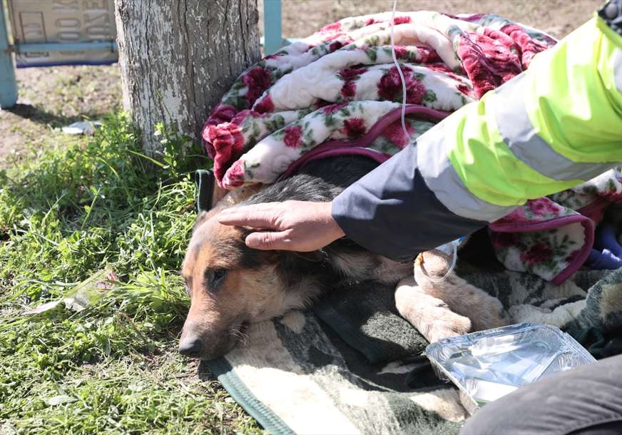 Ispod ruševina bio 55 sati: Spasioci u Turskoj spasli zaglavljenog pas nakon zemljotresa (FOTO)