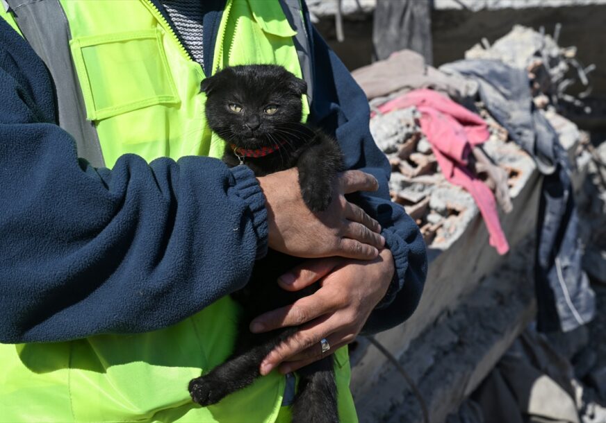 Mačka spasena iz ruševina u Turskoj