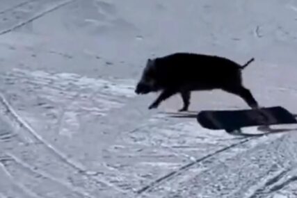 Odigrala se prava drama: Muškarci jedva izvukli živu glavu nakon napada divlje svinje (VIDEO)