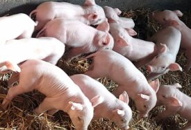 “Potcjenjuju opasnost i ignorišu mjere” Farmeri prebacuju krivicu jedni na druge za POJAVU AFRIČKE KUGE svinja u Semberiji