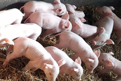 Panika i strah u Semberiji: Uzgajivači svinja tvrde da su upozoravali na opasnost