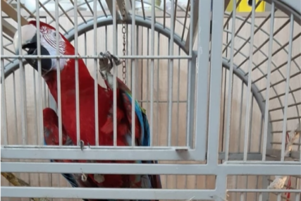 Zaplijenjen najveći papagaj na svijetu: Carinici strancu oduzeli zaštićenu vrstu, smještena u zoološki vrt (FOTO)