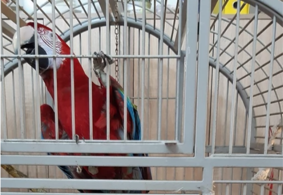 Na granici zaplijenjen najveći papagaj na svijetu