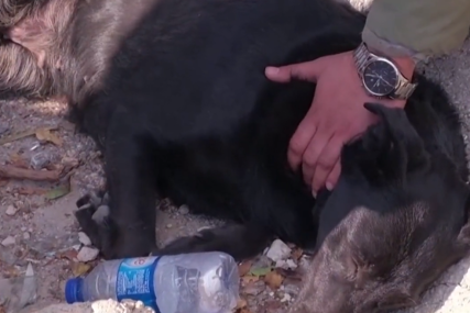 Mnogi su se rasplakali zbog ovog prizora: Pas danima čeka da izvuku njegovu vlasnicu iz ruševina u Turskoj (VIDEO)