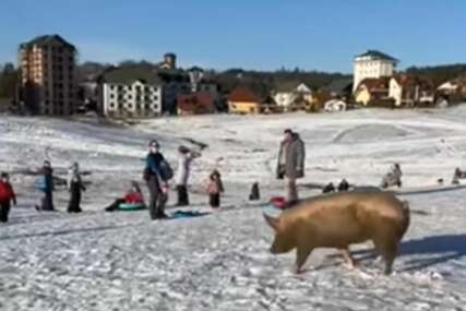 Mališani oduševljeni prizorom: Svinja uletjela na stazu za skijanje i zabava je počela (VIDEO)
