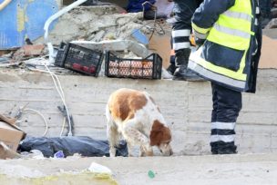 Pas Aleks pomaže u spasavanju ljudi