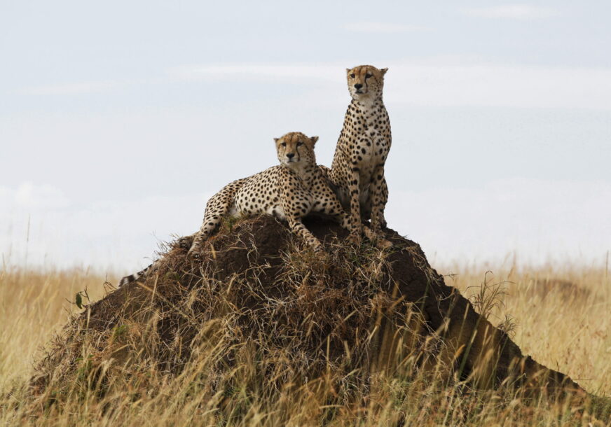 Dva geparda u Africi