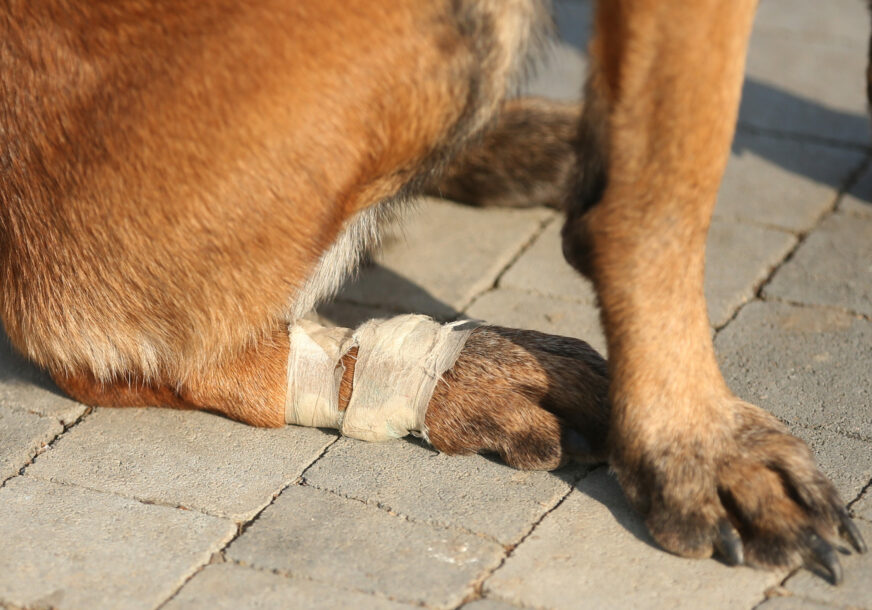 gorska sluzba spasavanja banjaluka - pas tragac Tora povredjena noga u Turskoj
