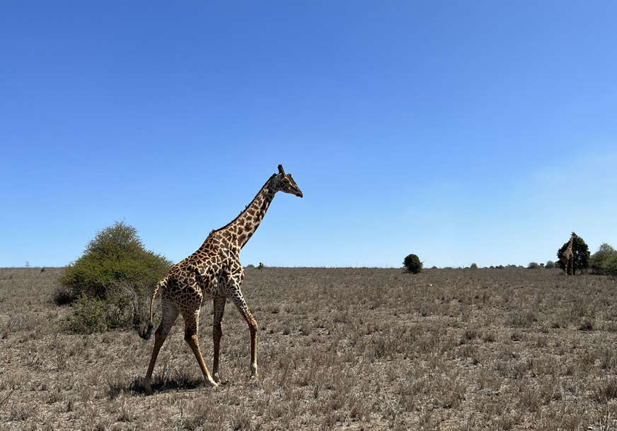 PRIRODNI FENOMEN Žirafa rođena bez ijedne pjege na tijelu, vjeruje se da je jedina u svijetu (FOTO)