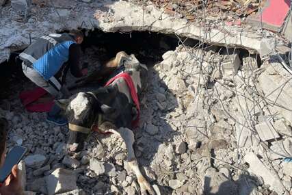 Spasena krava u Turskoj: Jadna životinja je provela 17 dana ispod ruševina
