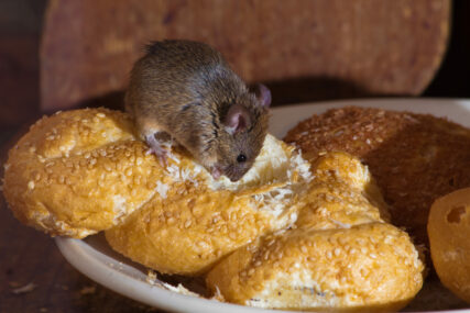 miš jede hranu