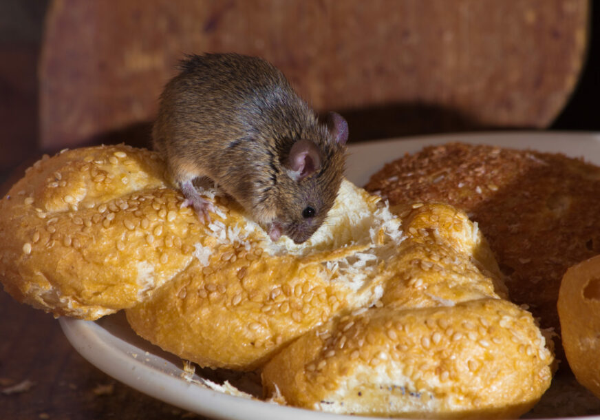 miš jede hranu