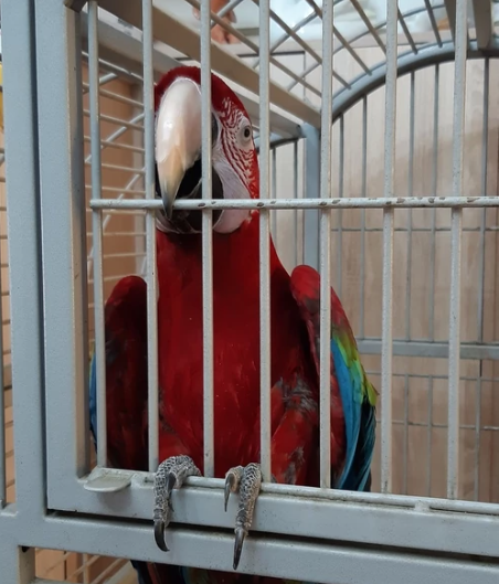 Na granici zaplijenjen najveći papagaj na svijetu