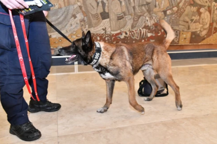 Zasluženi odmor: Srpski pas Zigi ide u penziju, odradio je dobar posao sa spasiocima u Turskoj