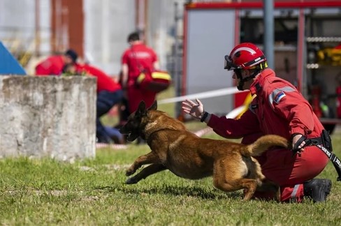 Trenig spasilačkog psa Zigija