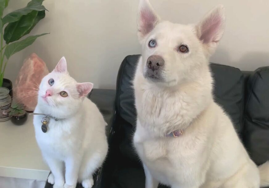 Pas i mačka sa heterohromijom