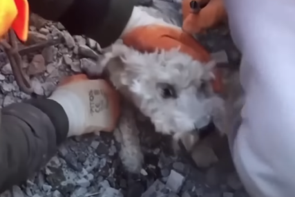 Proveo je 60 sati ispod ruševina: Pas spasen ispod teškog betona, sreća u njegovim očima je sve raznježila (VIDEO)