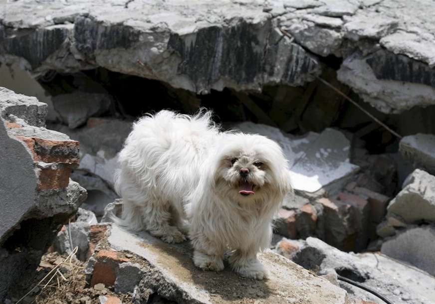 pas na ruševinama