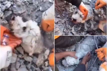 Spasioci pronašli nepovrijeđenu životinju: Psa od smrti spasla žičana armatura (VIDEO)