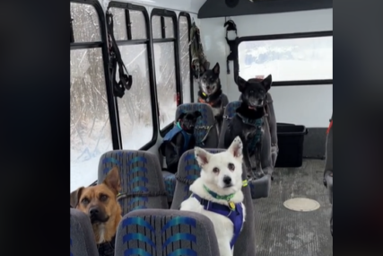 autobus za prevoz pasa na izlet