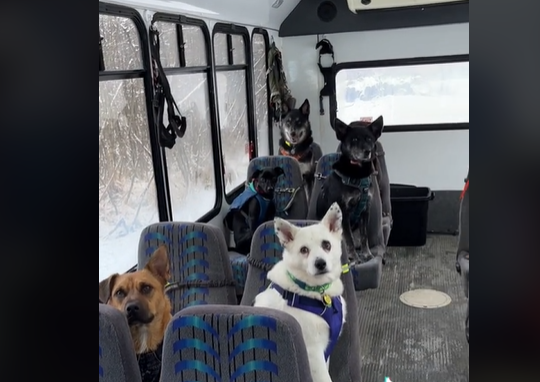 autobus za prevoz pasa na izlet