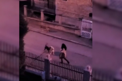 psi lutalice napadaju mještane