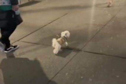 HIT NA INTERNETU Vlasnica testirala psa hoće li je prepoznati na ulici (VIDEO)