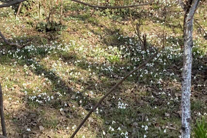 Procvjetale visibabe i jagorčevina: Proljeće požurilo da stigne u Banjaluku (FOTO)