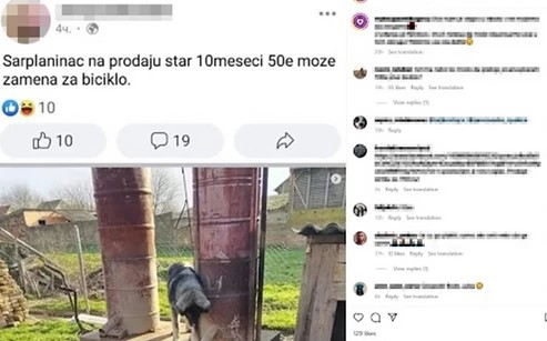 Oglas prodaje psa izazvao buru komentara