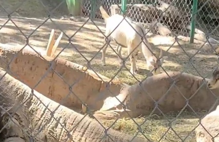 ŠOKANTAN SLUČAJ Za večeru spremio životinje iz zoo vrta (VIDEO)