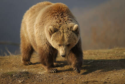 Potjera za medvjedom na Alpima: Krvoločna životinja ubila mladića (26) na trčanju, mještani u strahu (FOTO, VIDEO)
